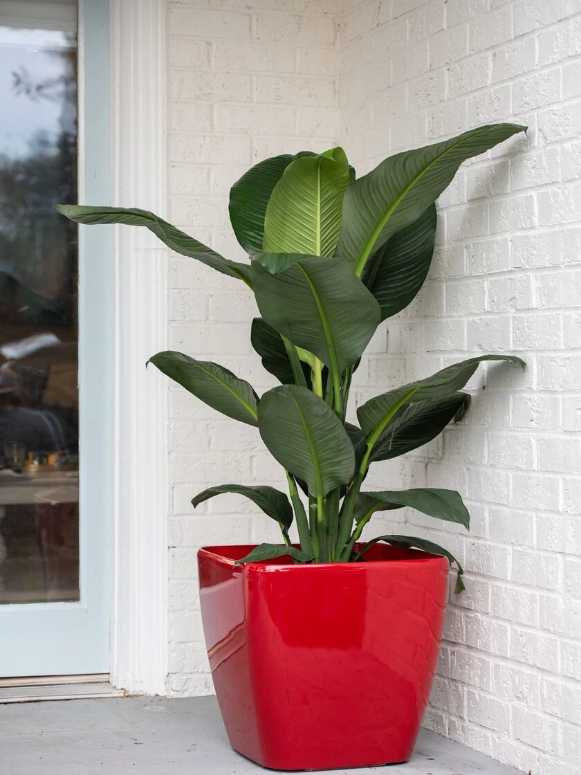 Viva Square Self-Watering Rolling Planter, 20" Diameter, Set Of 2 - Image 4