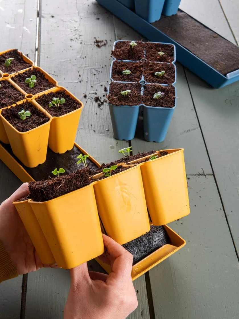 Coco Coir Seed Starting Mix - Image 3