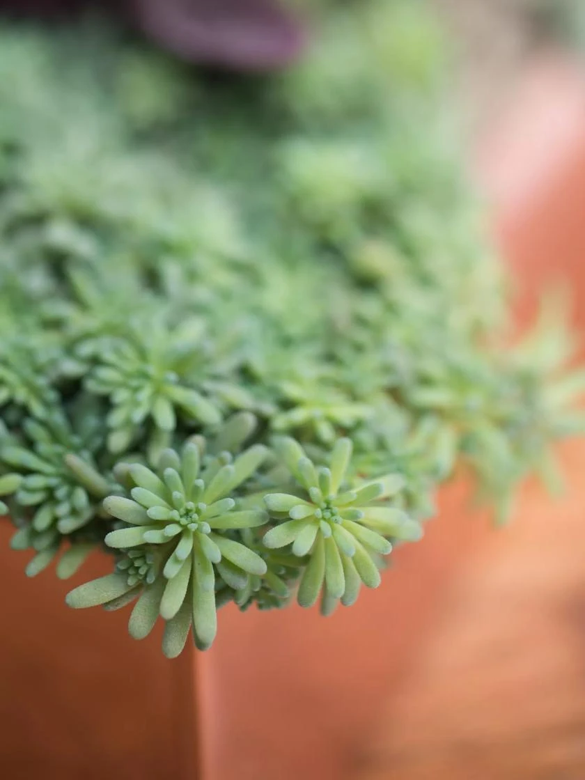 Tall Rectangular Copper Plant Tray, 18" X 5" X 4" - Image 3