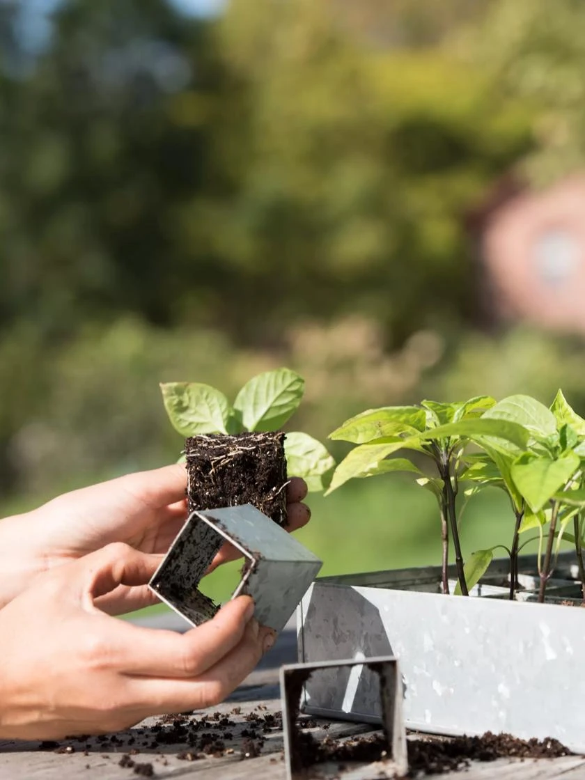 Galvanized Seed Starting Tray - Image 3