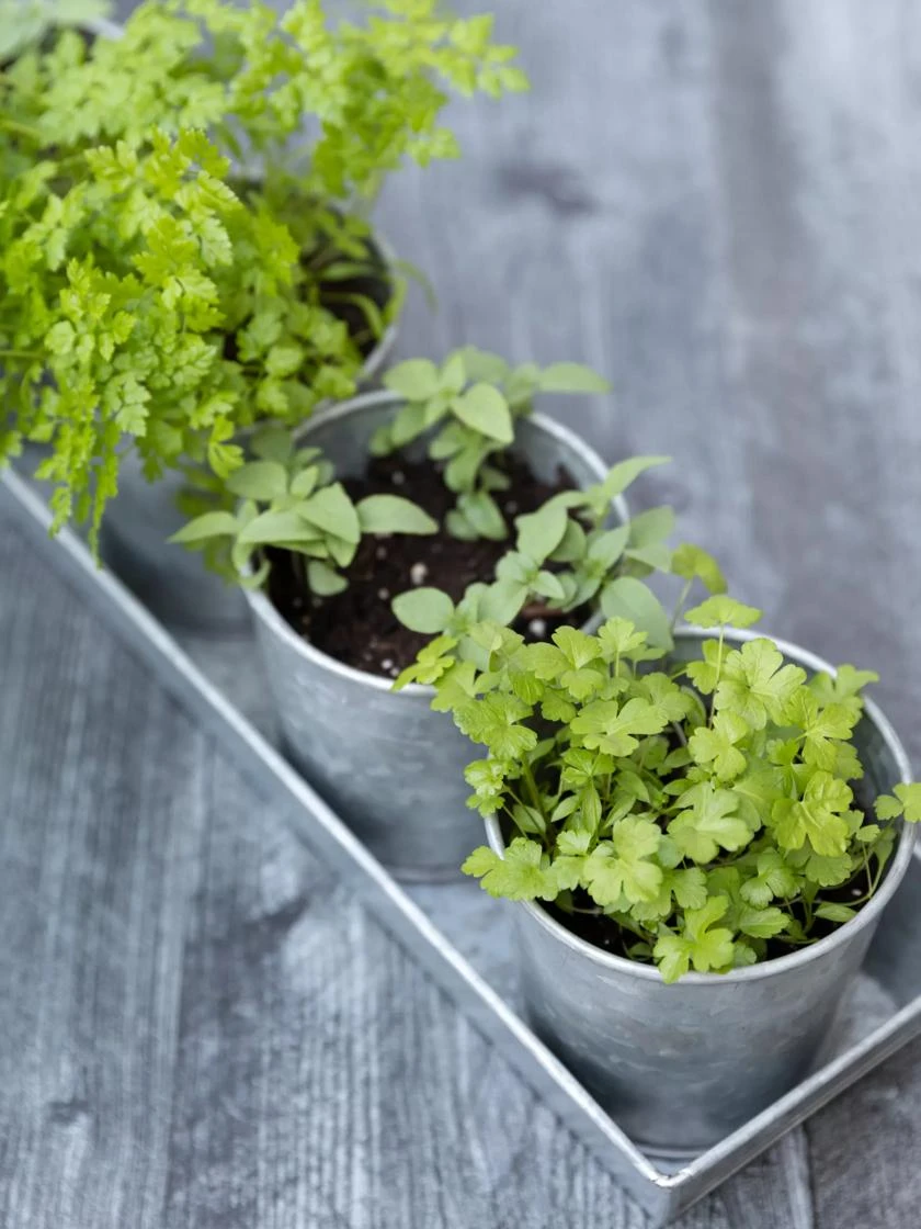 Galvanized Herb Planters With Rectangular Tray - Image 2