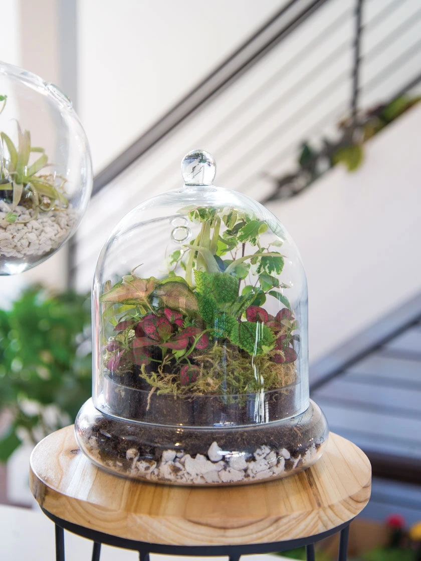 Cloche Terrarium Kit Medium - Image 4