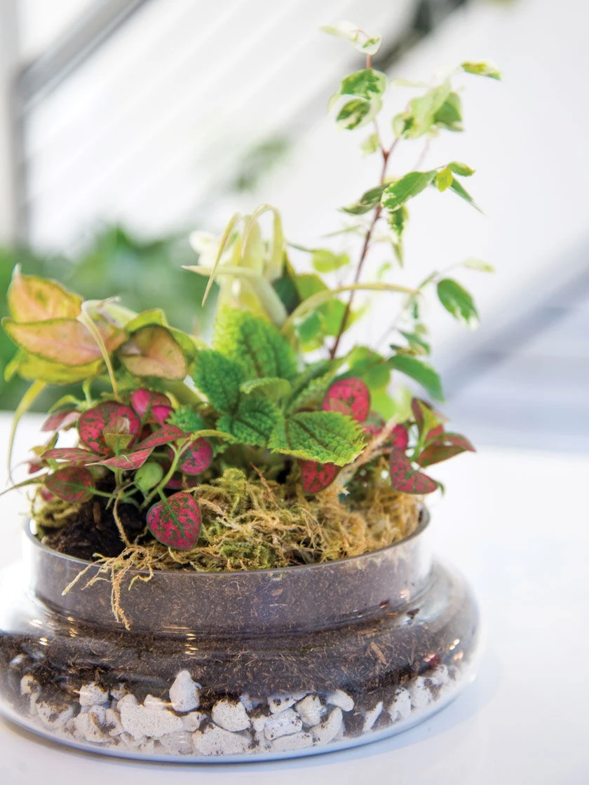 Cloche Terrarium Kit Medium - Image 2