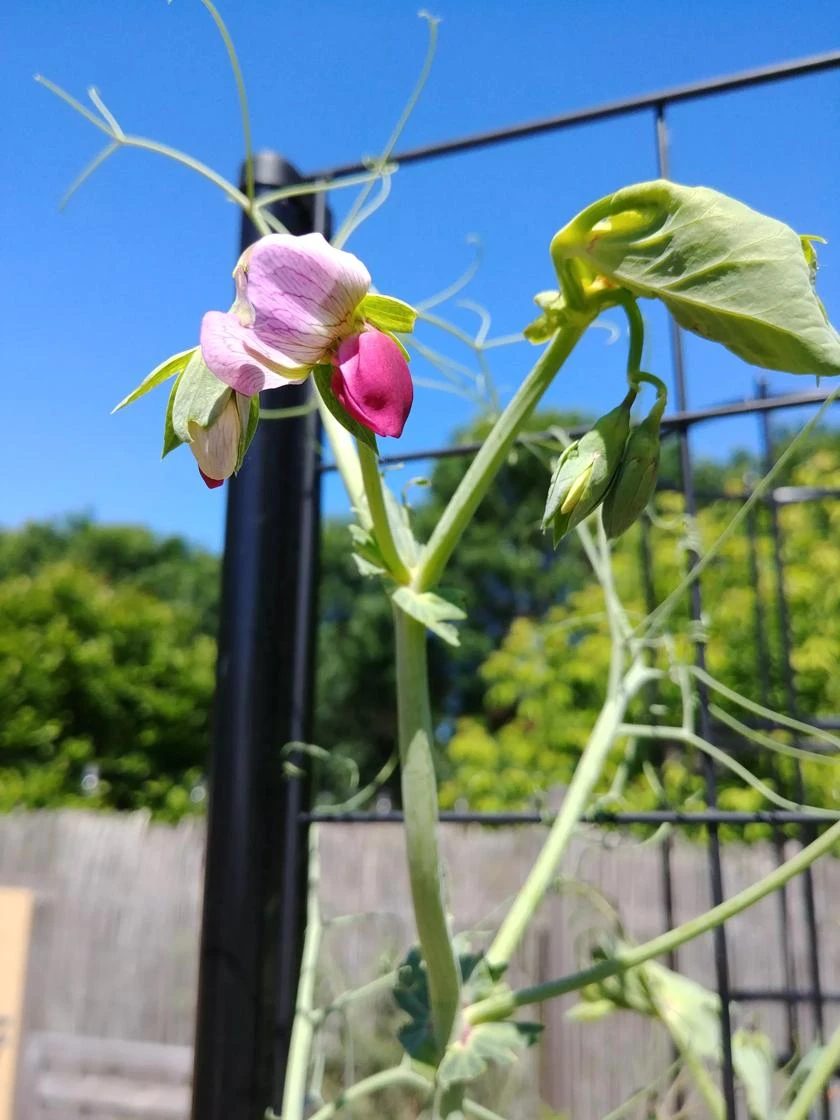 Gardenerās Victory Self-Watering Planter With Vine Trellis - Image 11