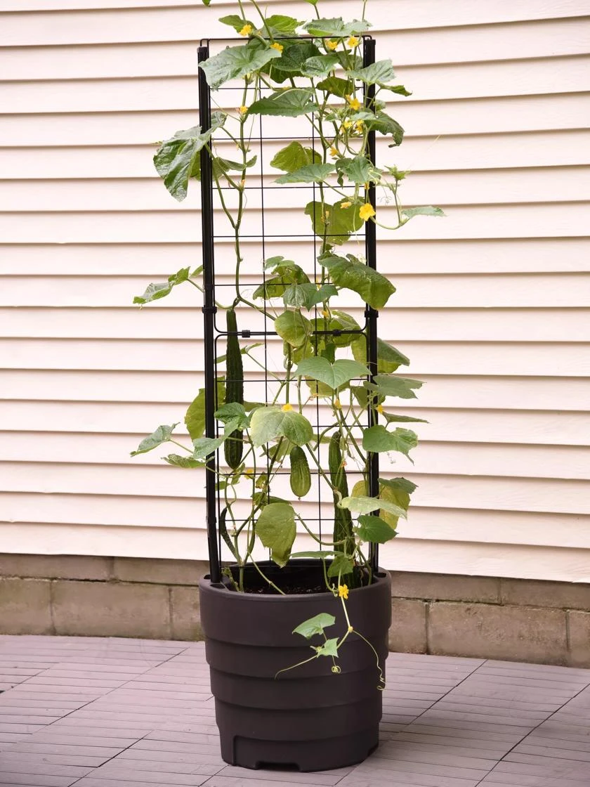 Gardenerās Victory Self-Watering Planter With Vine Trellis - Image 8