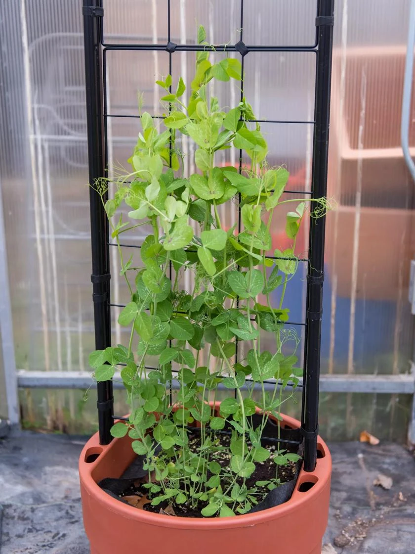 Gardenerās Victory Self-Watering Planter With Vine Trellis - Image 6