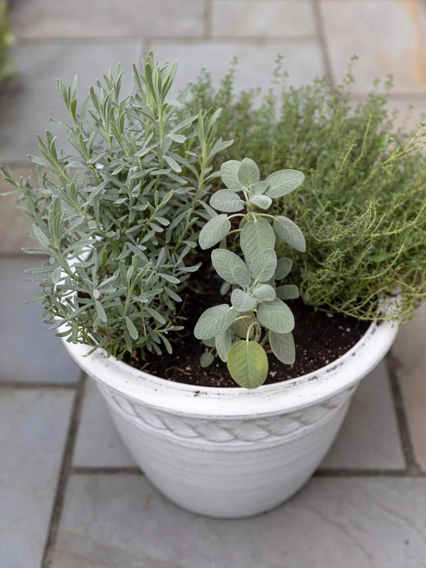 Cortina Self-Watering Planters - Image 2
