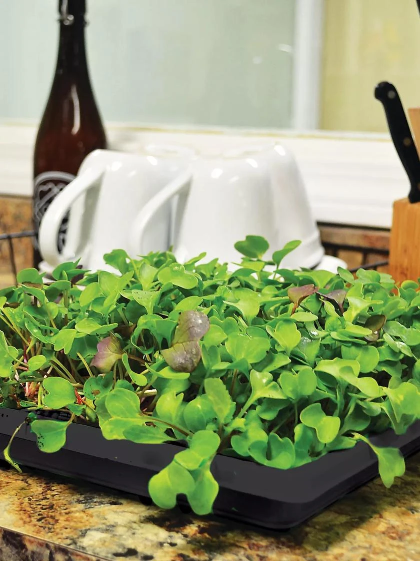 Jute Microgreen Starter Set - Image 2