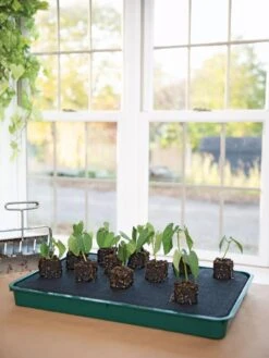 Self-Watering Tray
