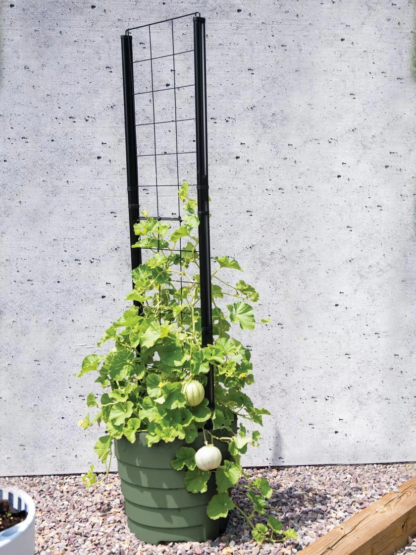 Gardenerās Victory Self-Watering Planter With Vine Trellis - Image 3