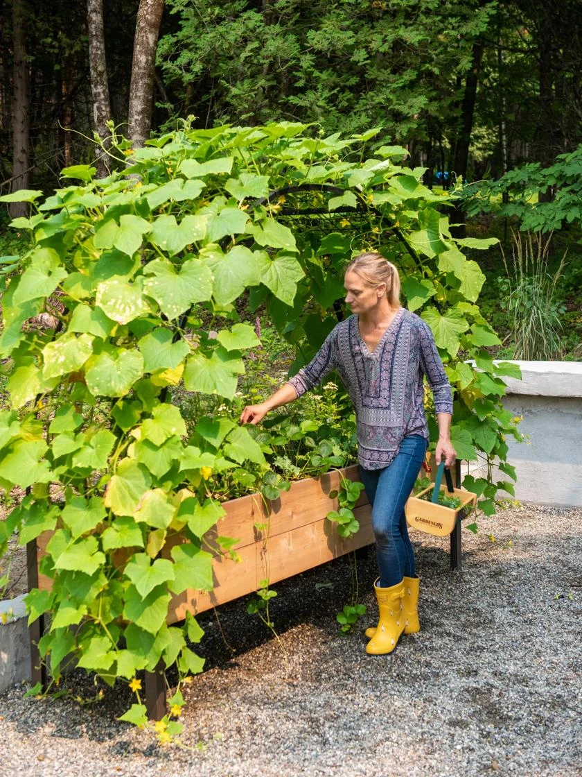 2โ X 8โ Arch Trellis For Planter Boxes - Image 2