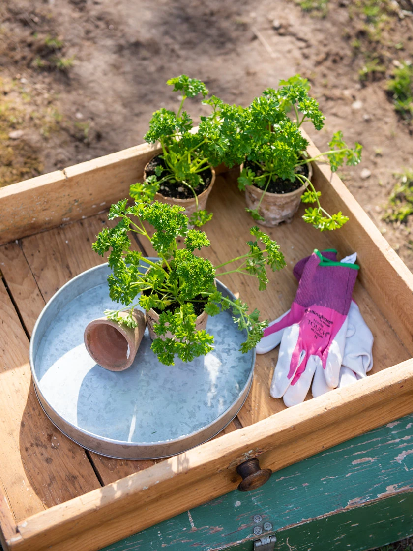 Galvanized Tray Round, 11" - Image 2