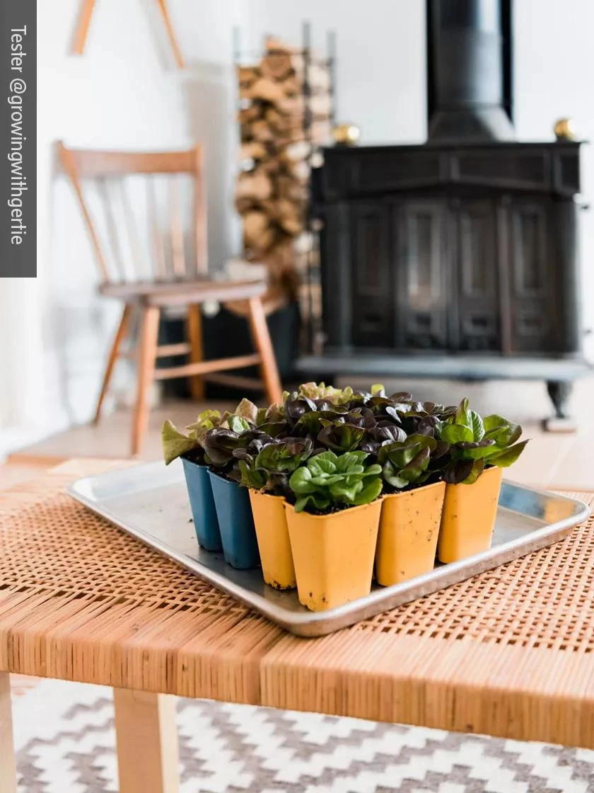 Gardener's Best® XL 6-Cell Planting Tray, Set Of 4 - Image 5