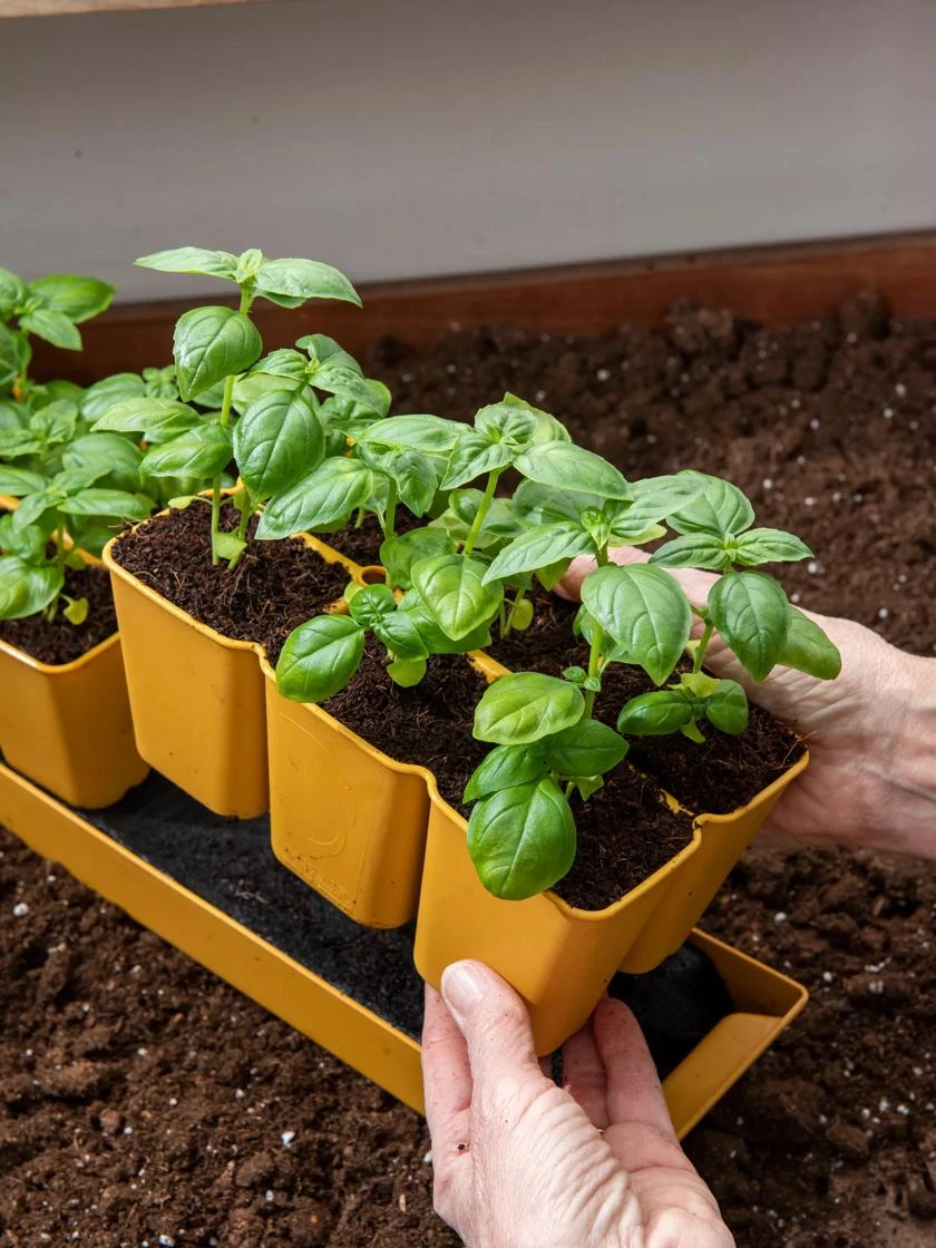 Gardener's Best® XL 6-Cell Planting Tray, Set Of 4 - Image 4