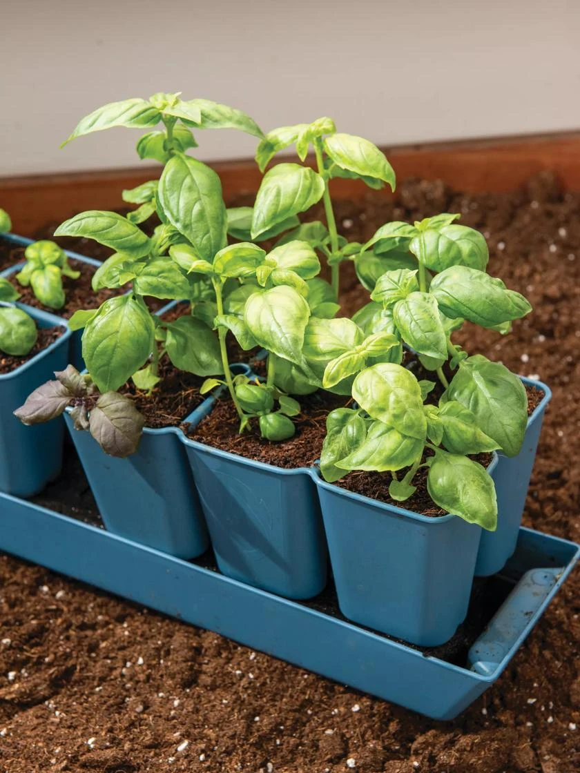 Gardener's Best® XL 6-Cell Planting Tray, Set Of 4 - Image 3