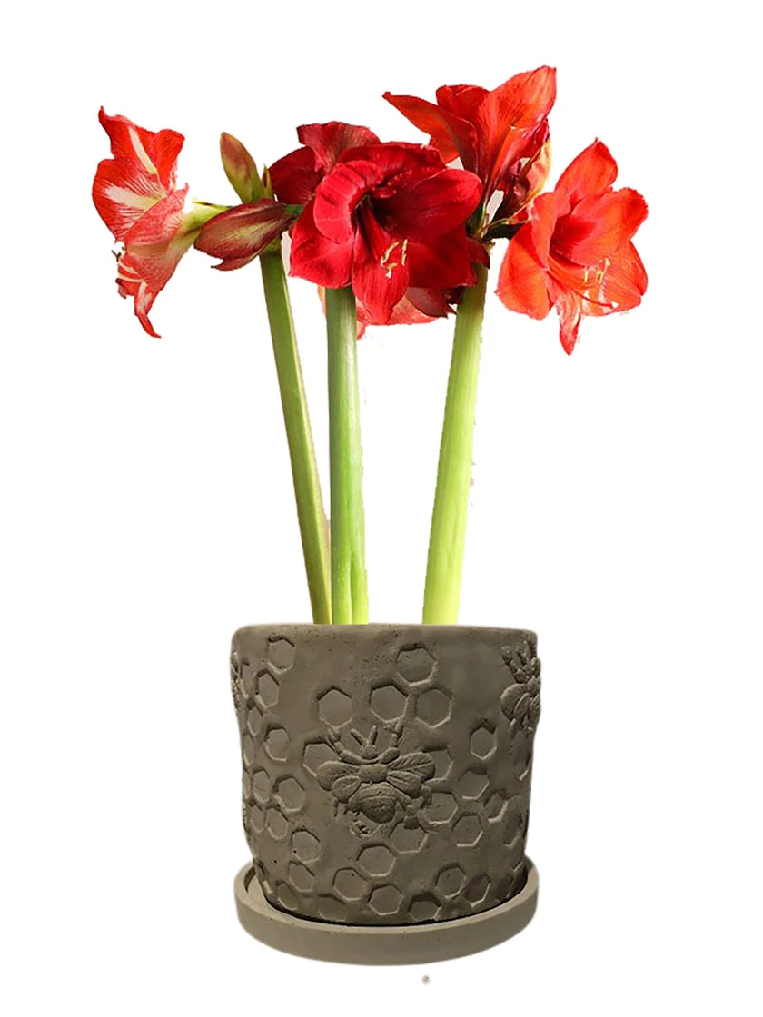 Concrete Honeycomb Bee Planter - Image 2
