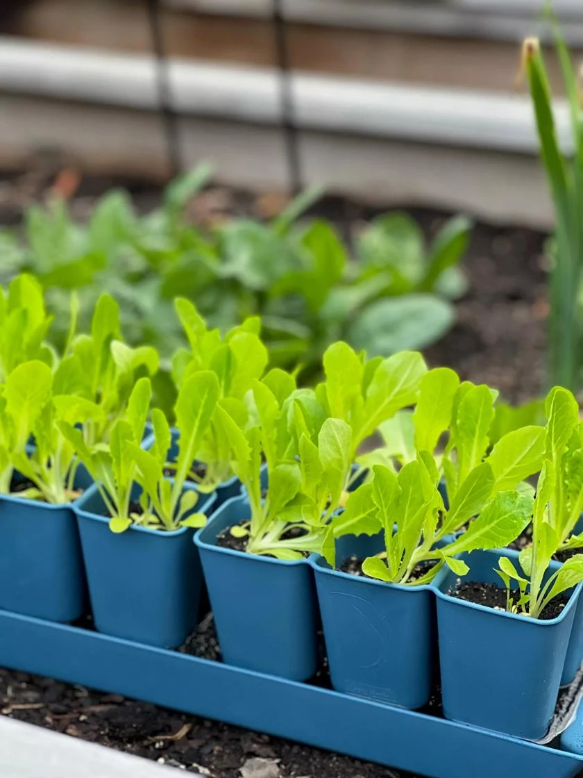 Gardener's BestĀ® XL Seed Starting Kit - Image 3