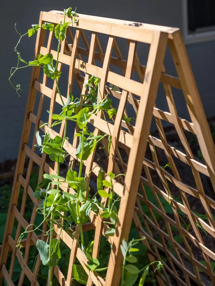 Bambo A Frame Plant Support, 30" X 42.5" - Image 2