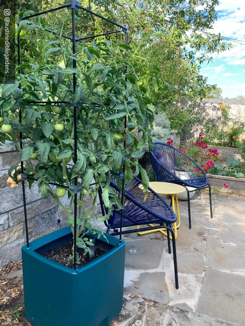 Oasis Self-Watering Tomato Planter With Trellis - Image 7