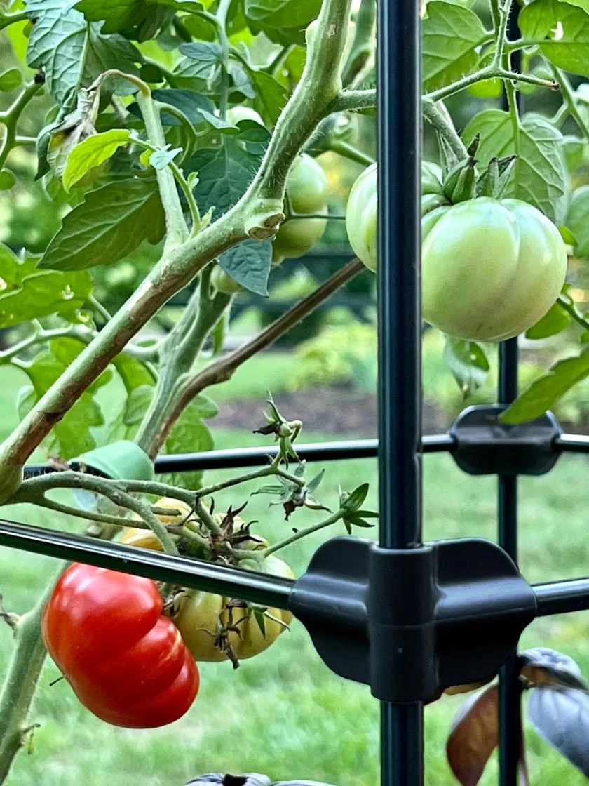 Oasis Self-Watering Tomato Planter With Trellis - Image 6