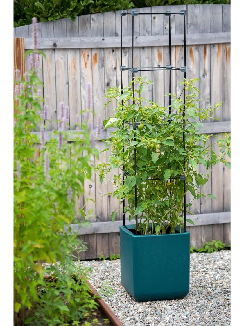 Oasis Self-Watering Tomato Planter With Trellis - Image 4